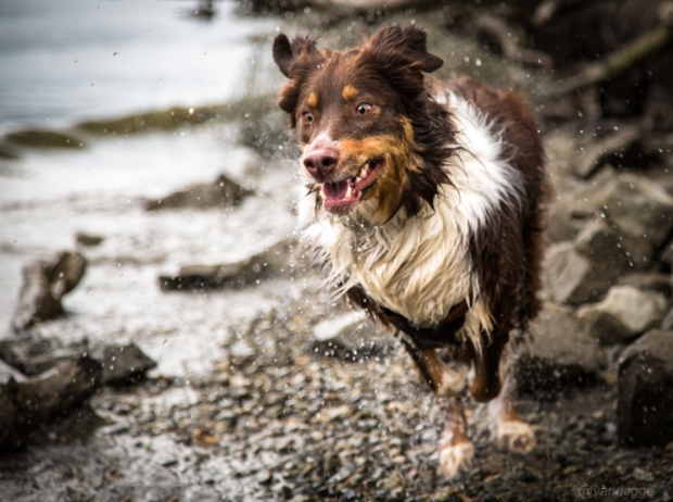 Basil running along the Fraser River